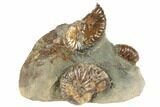 Fossil Ammonites (Jeletzkytes) - South Dakota #189343-1